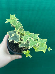 Hedera Ivy ‘Cascade Gold’