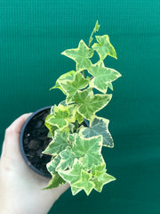 Hedera Ivy ‘Cascade Gold’