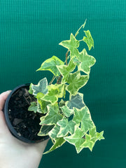 Hedera Ivy ‘Cascade Gold’