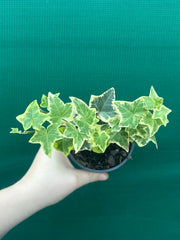 Hedera Ivy ‘Cascade Gold’