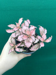 Fittonia ‘Pink Anne’