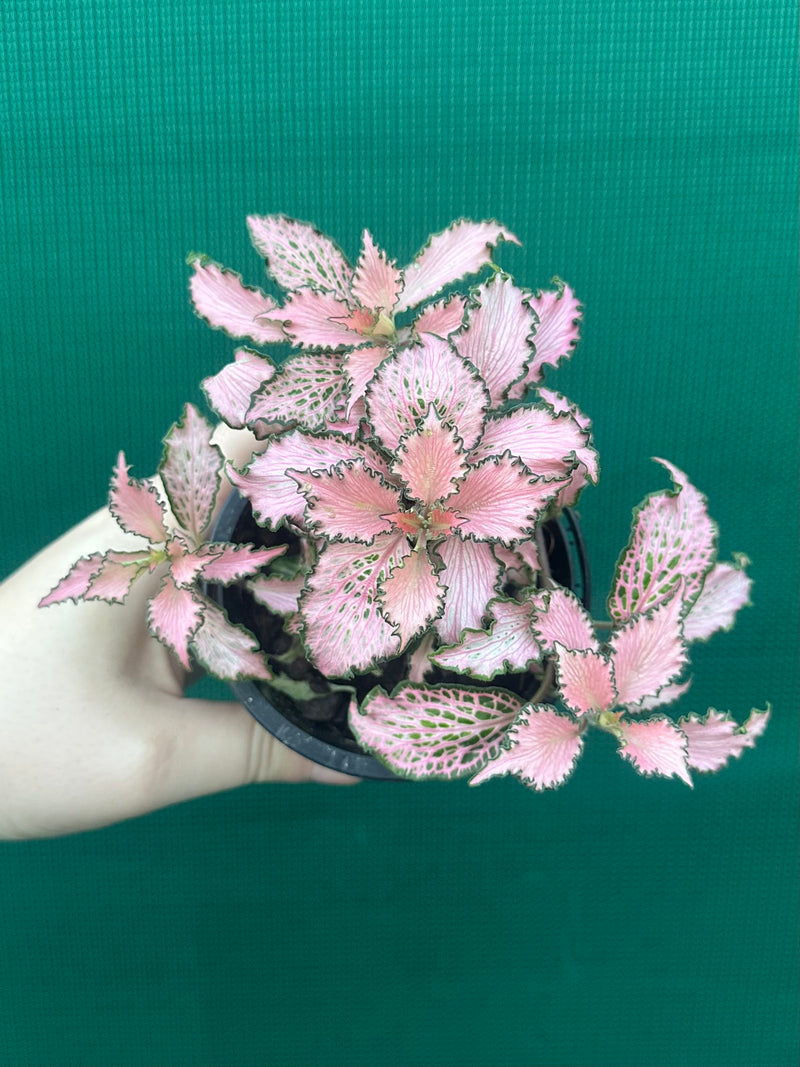 Fittonia ‘Pink Anne’