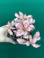 Fittonia ‘Pink Anne’