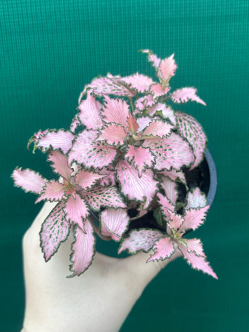 Fittonia ‘Pink Anne’