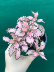Fittonia ‘Pink Anne’