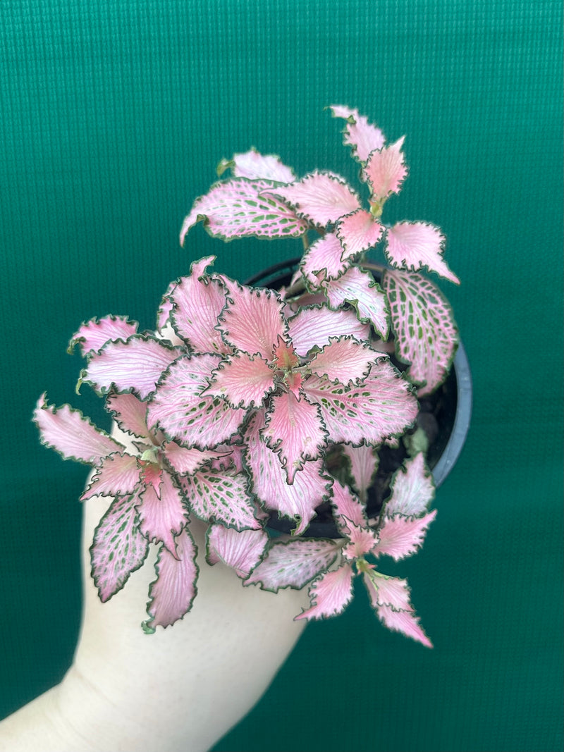Fittonia ‘Pink Anne’