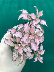 Fittonia ‘Pink Anne’