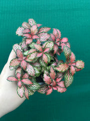 Fittonia ‘Jungle Fire’ NEW