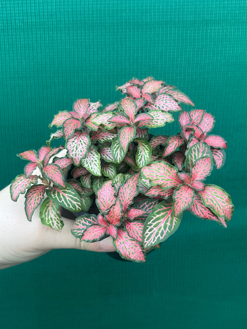 Fittonia ‘Jungle Fire’ NEW