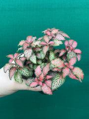 Fittonia ‘Jungle Fire’ NEW