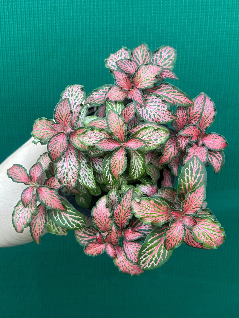 Fittonia ‘Jungle Fire’ NEW