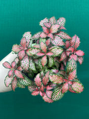 Fittonia ‘Jungle Fire’ NEW