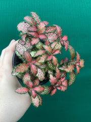 Fittonia ‘Jungle Fire’ NEW