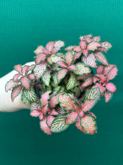 Fittonia ‘Jungle Fire’ NEW