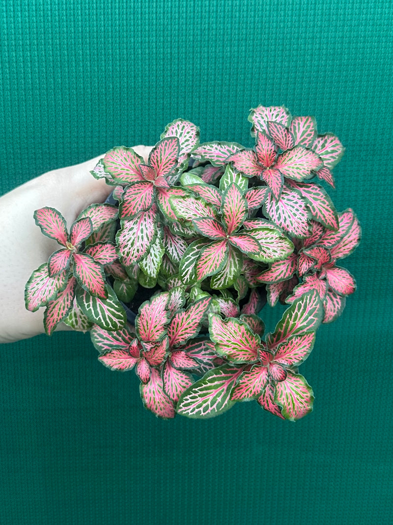 Fittonia ‘Jungle Fire’ NEW