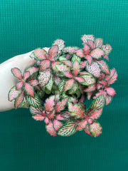 Fittonia ‘Jungle Fire’ NEW