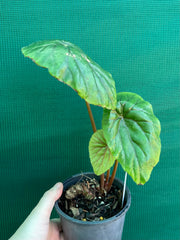 Begonia ‘Nelumbiifolia Rubra’