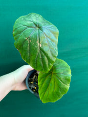 Begonia ‘Nelumbiifolia Rubra’