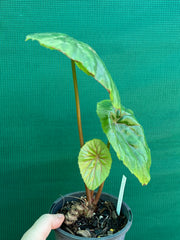 Begonia ‘Nelumbiifolia Rubra’