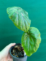 Begonia ‘Nelumbiifolia Rubra’
