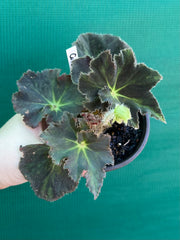Begonia ‘Convention 2020’