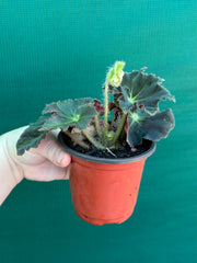 Begonia ‘Convention 2020’