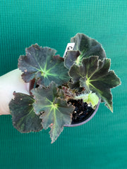 Begonia ‘Convention 2020’