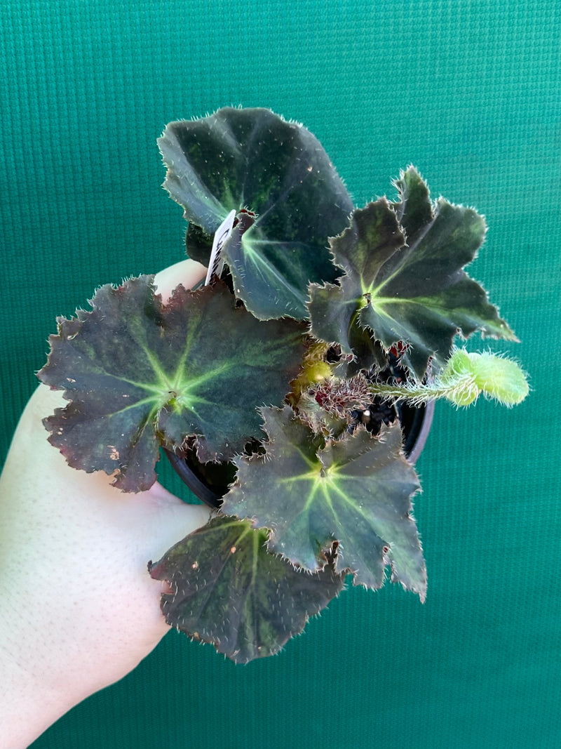 Begonia ‘Convention 2020’