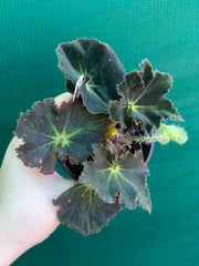 Begonia ‘Convention 2020’