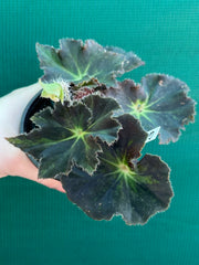 Begonia ‘Convention 2020’