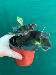Begonia ‘Convention 2020’