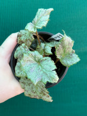 Begonia ‘Blue Haze’ NEW