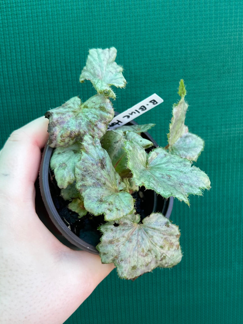 Begonia ‘Blue Haze’ NEW