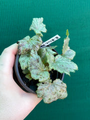 Begonia ‘Blue Haze’ NEW