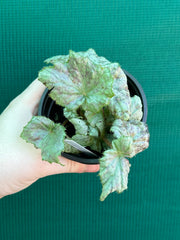 Begonia ‘Blue Haze’ NEW