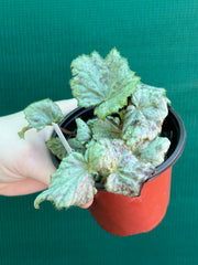 Begonia ‘Blue Haze’ NEW