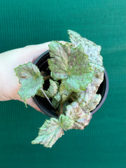 Begonia ‘Blue Haze’ NEW