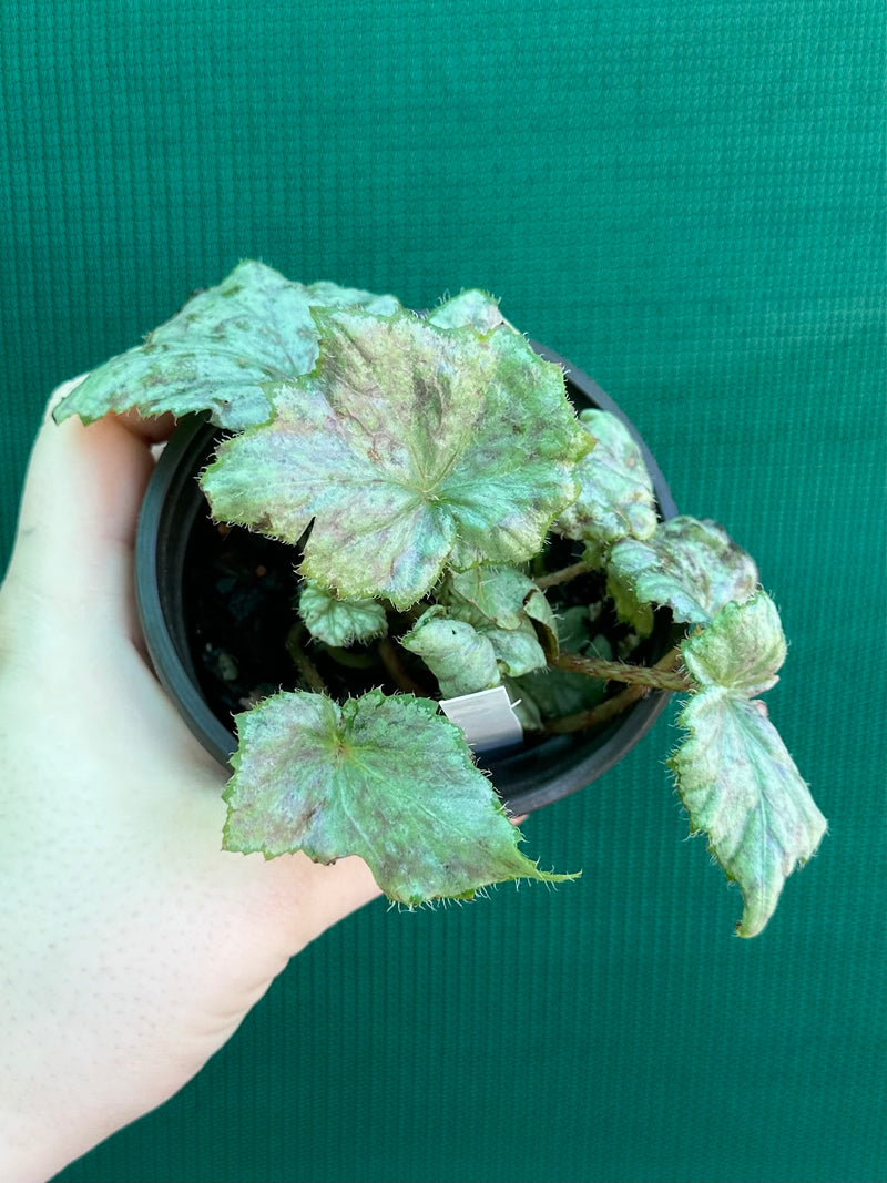 Begonia ‘Blue Haze’ NEW