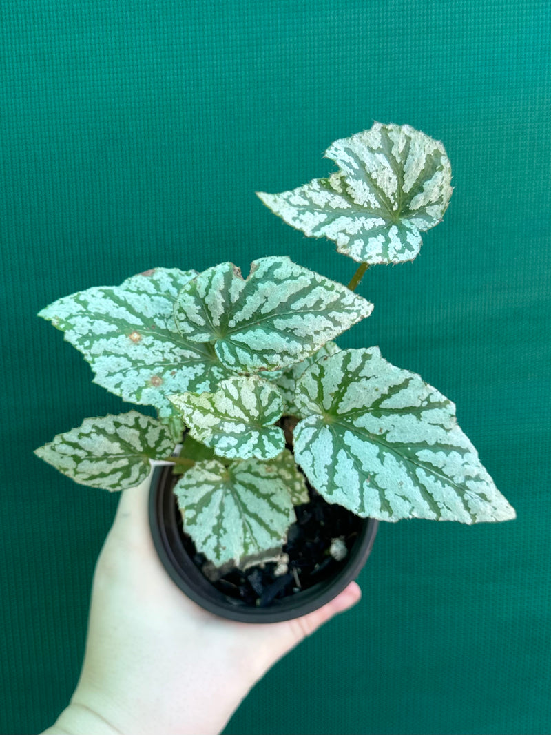 Begonia ‘Taiwania X.’