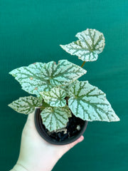 Begonia ‘Taiwania X.’