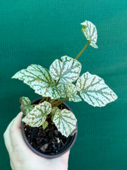 Begonia ‘Taiwania X.’