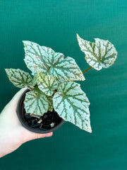 Begonia ‘Taiwania X.’