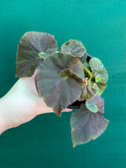 Begonia ‘Enid Henderson’