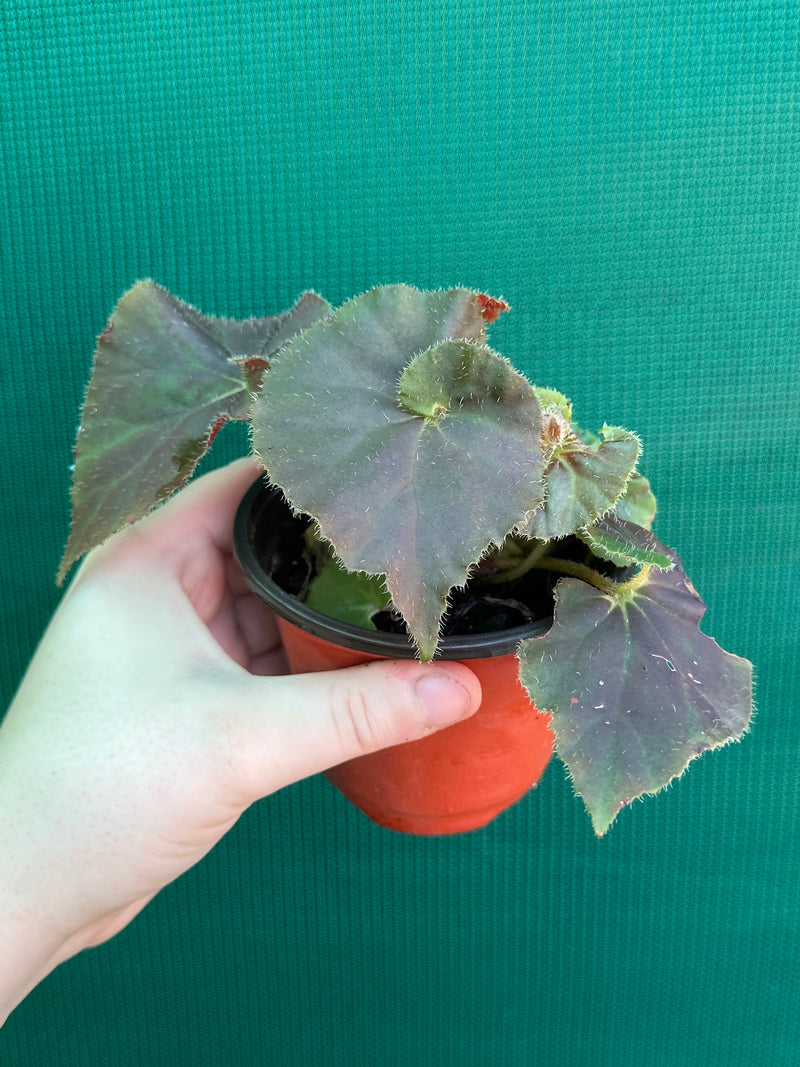 Begonia ‘Enid Henderson’