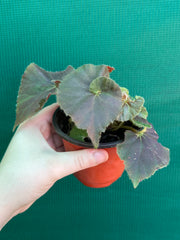 Begonia ‘Enid Henderson’
