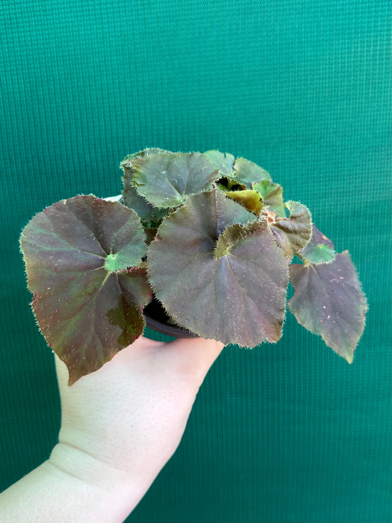 Begonia ‘Enid Henderson’