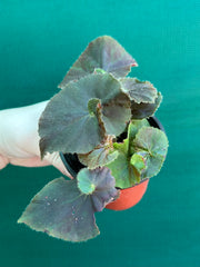 Begonia ‘Enid Henderson’