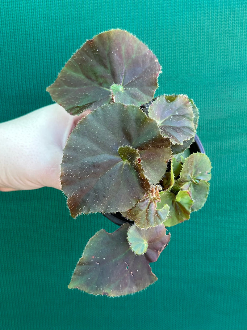 Begonia ‘Enid Henderson’