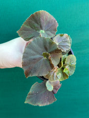 Begonia ‘Enid Henderson’