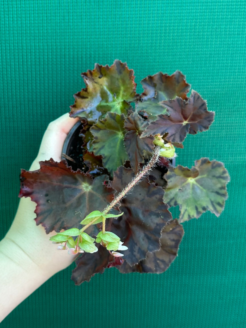 Begonia NOID 58